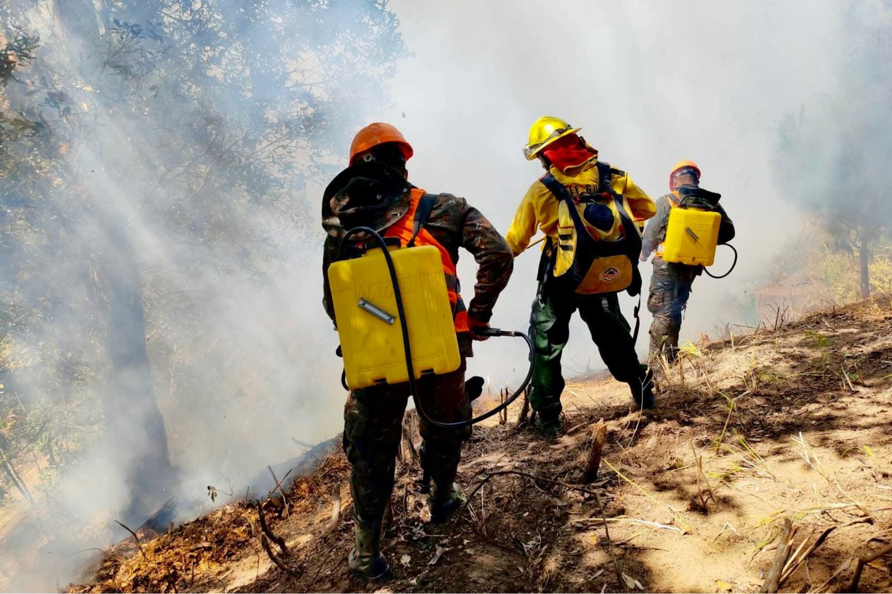 CONRED recomienda evitar quemas de basura o rozas agrícolas para proteger especies de pinos y encinos ante las altas temperaturas y vientos de la temporada. (Foto: INAB / AUN)