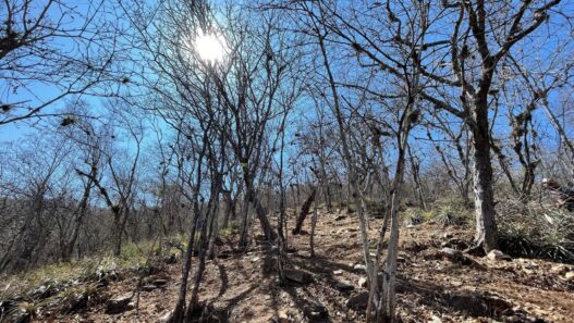 Expertos de la USAC y CONAP alertan sobre las amenazas que enfrenta la biodiversidad del bosque seco en Guatemala, un ecosistema vital presente en Zacapa y El Progreso. (Foto: INAB / AUN)