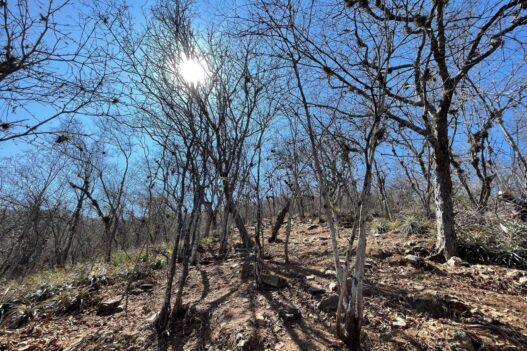 Expertos de la USAC y CONAP alertan sobre las amenazas que enfrenta la biodiversidad del bosque seco en Guatemala, un ecosistema vital presente en Zacapa y El Progreso. (Foto: INAB / AUN)
