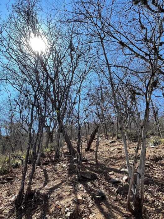 Expertos de la USAC y CONAP alertan sobre las amenazas que enfrenta la biodiversidad del bosque seco en Guatemala, un ecosistema vital presente en Zacapa y El Progreso. (Foto: INAB / AUN)
