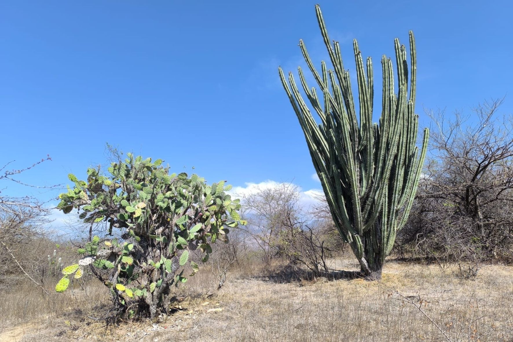 Especies únicas como el Heloderma (niño dormido) y más de 400 abejas nativas luchan por sobrevivir a la sequía y la expansión humana. (Foto: INAB / AUN)