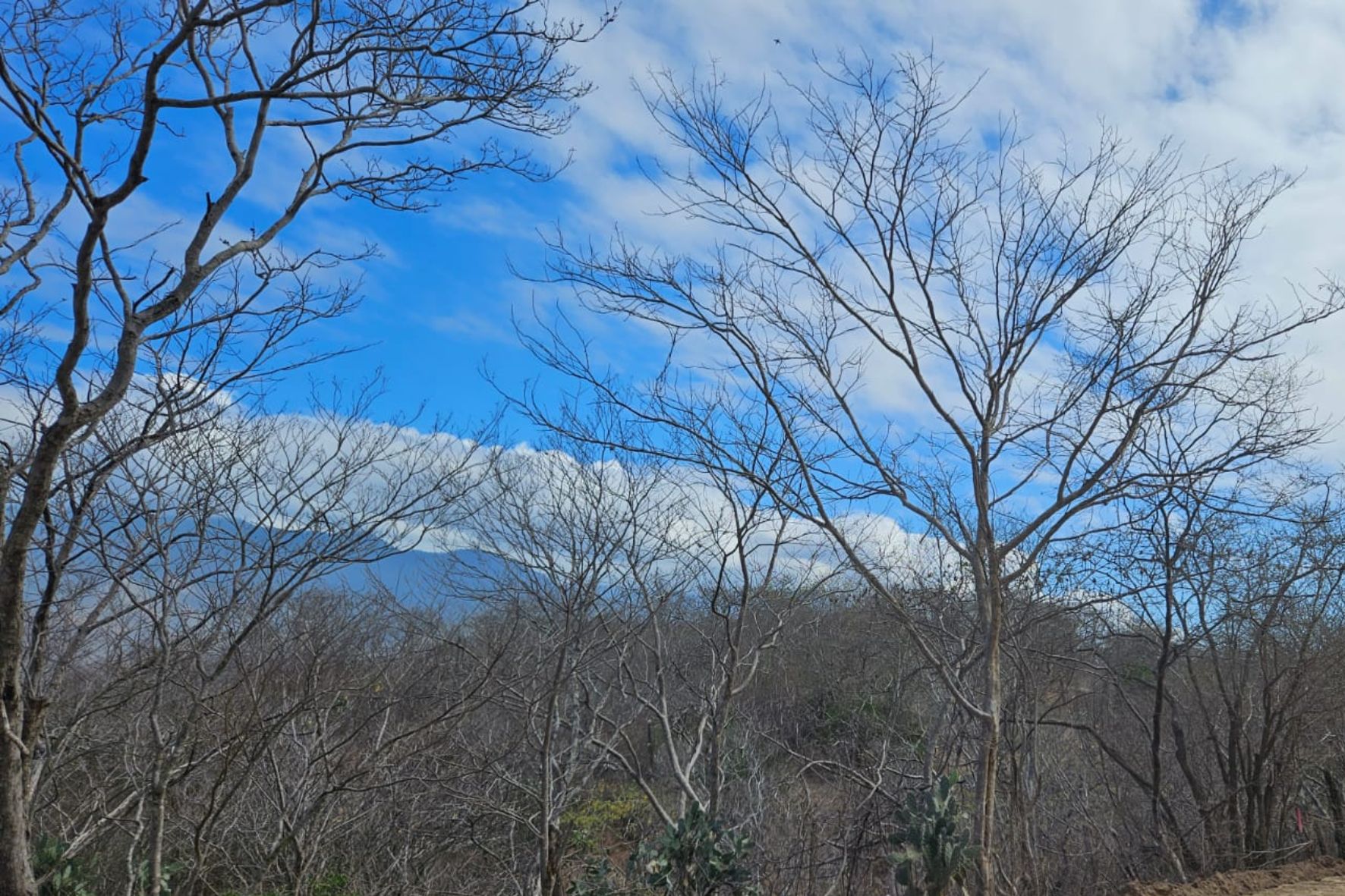Los murciélagos son importantes en la regeneración del bosque seco y ayuda a la conservación de estas áreas. (Foto: INAB / AUN)
