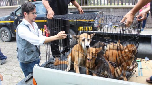 Ante el incremento de casos de maltrato animal en Guatemala la Unidad de Bienestar Animal del MAGA refuerza la aplicación de la Ley de Protección y Bienestar Animal. (Foto: UBA / AUN)