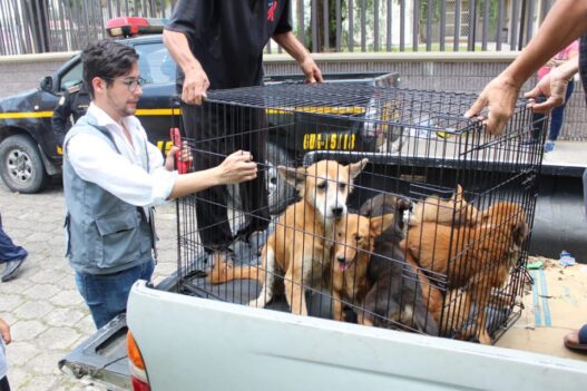 Ante el incremento de casos de maltrato animal en Guatemala la Unidad de Bienestar Animal del MAGA refuerza la aplicación de la Ley de Protección y Bienestar Animal. (Foto: UBA / AUN)