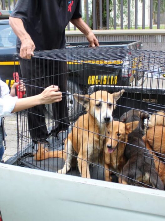 Ante el incremento de casos de maltrato animal en Guatemala la Unidad de Bienestar Animal del MAGA refuerza la aplicación de la Ley de Protección y Bienestar Animal. (Foto: UBA / AUN)