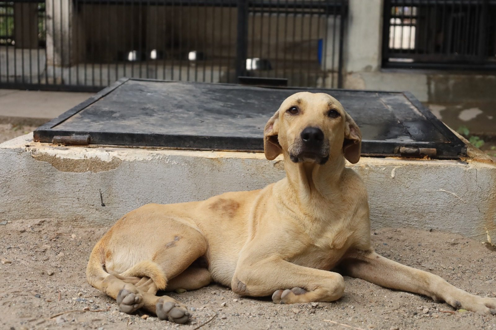 El MAGA reporta un aumento de denuncias por maltrato animal en el país. (Foto: UBA / AUN)