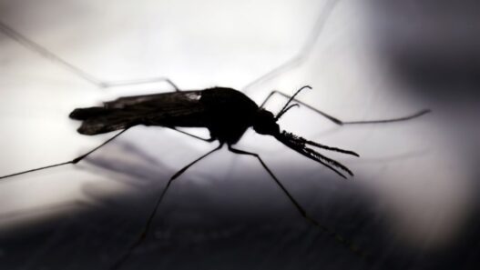 La llegada de la época lluviosa en Guatemala incrementa el riesgo de dengue, zika y chikungunya. (Foto: MSPAS / AUN)