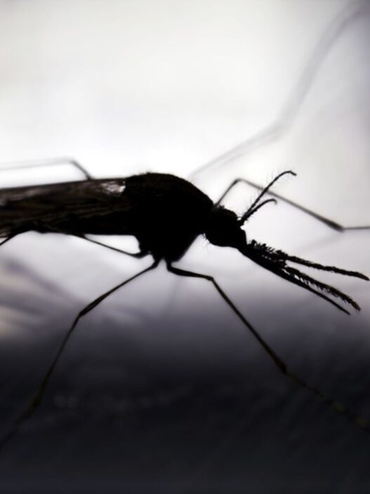 La llegada de la época lluviosa en Guatemala incrementa el riesgo de dengue, zika y chikungunya. (Foto: MSPAS / AUN)