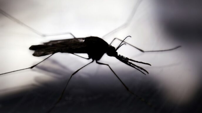 La llegada de la época lluviosa en Guatemala incrementa el riesgo de dengue, zika y chikungunya. (Foto: MSPAS / AUN)