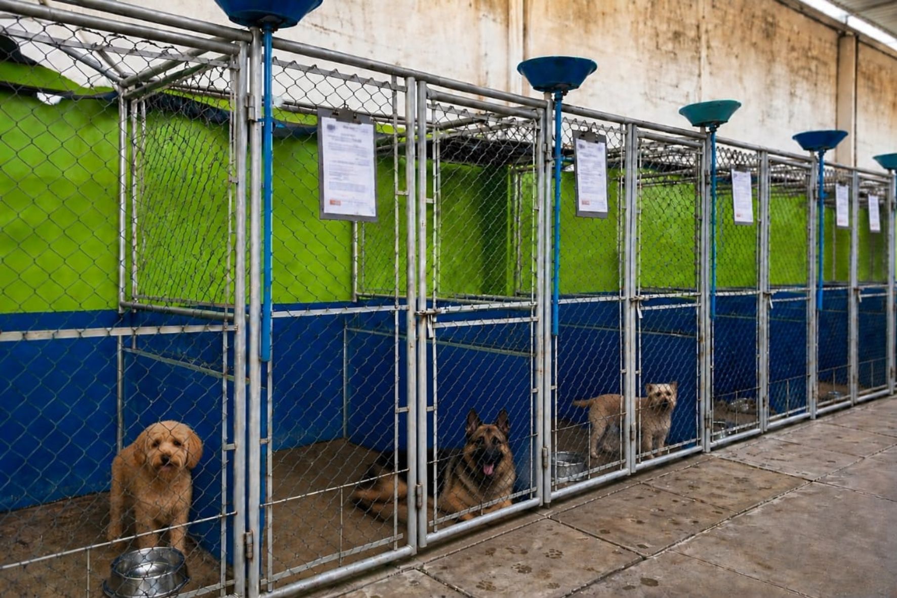 Albergues como el de Mixco y organizaciones de rescate animal establecen una serie de requisitos para adoptar para garantizar el bienestar animal. (Foto: Lesly Morales / AUN)