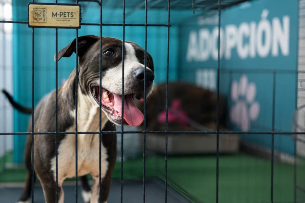 Adoptar una mascota en Guatemala es un proceso que exige responsabilidad y compromiso. (Foto: Lesly Morales / AUN)