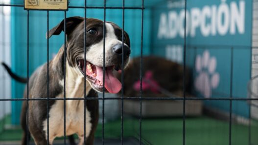 Adoptar una mascota en Guatemala es un proceso que exige responsabilidad y compromiso. (Foto: Lesly Morales / AUN)