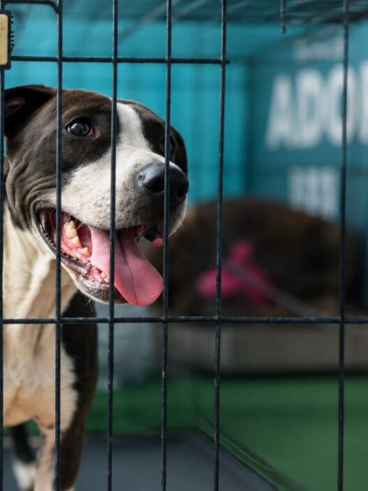 Adoptar una mascota en Guatemala es un proceso que exige responsabilidad y compromiso. (Foto: Lesly Morales / AUN)