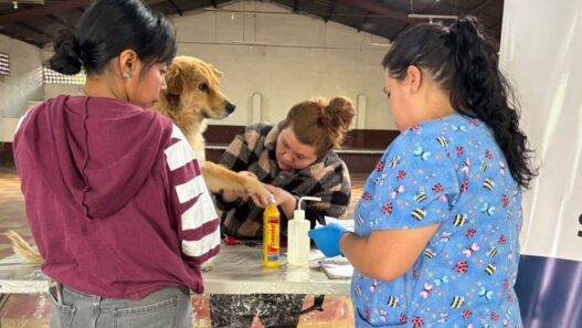 Especialistas recomiendan revisar diariamente a las mascotas para detectar heridas y prevenir infestaciones del gusano barrenador, una plaga que afecta principalmente a perros y ganado. (Foto: MAGA / AUN)