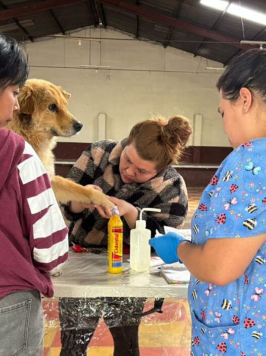 Especialistas recomiendan revisar diariamente a las mascotas para detectar heridas y prevenir infestaciones del gusano barrenador, una plaga que afecta principalmente a perros y ganado. (Foto: MAGA / AUN)