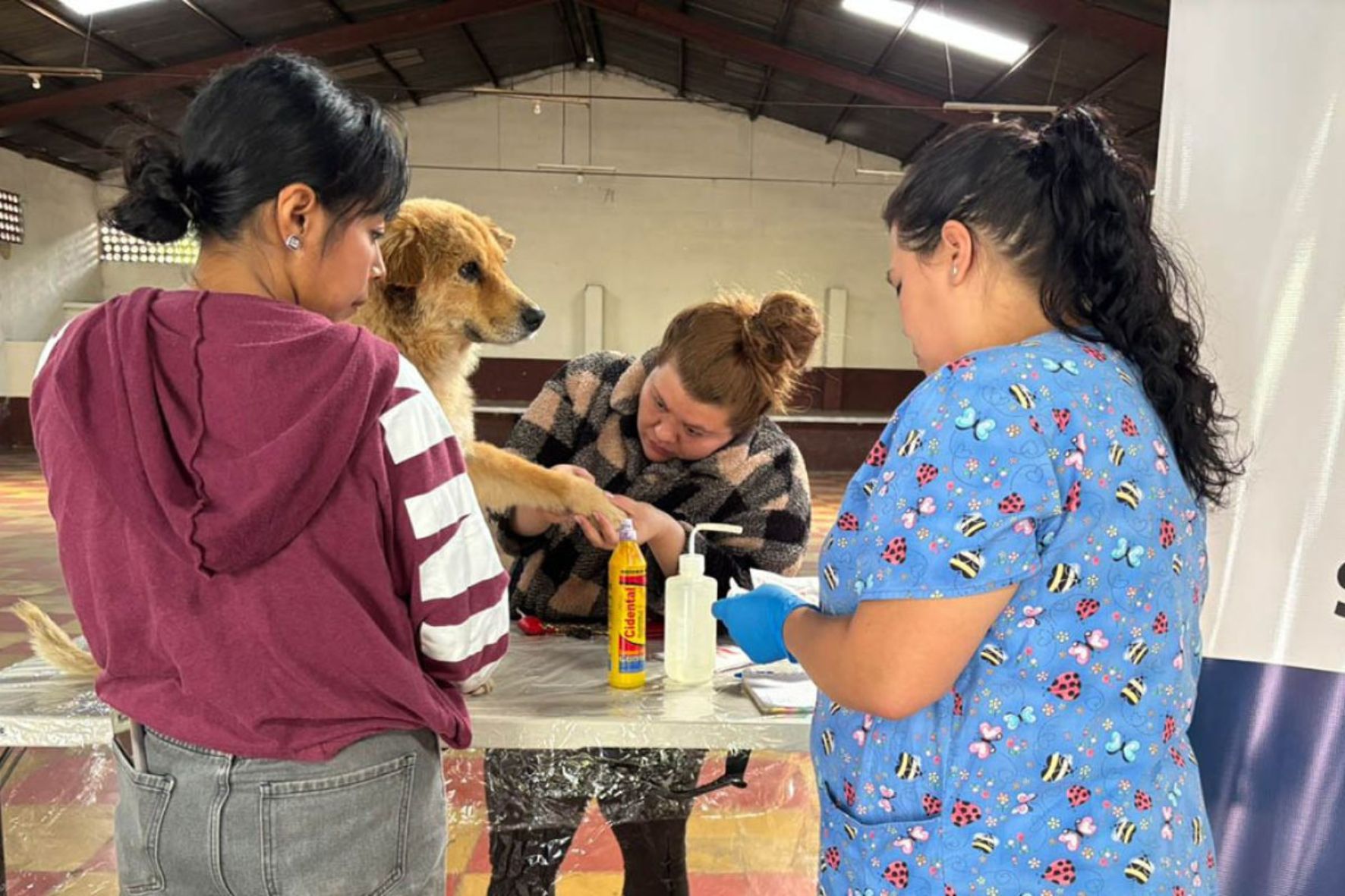 Especialistas recomiendan revisar diariamente a las mascotas para detectar heridas y prevenir infestaciones del gusano barrenador, una plaga que afecta principalmente a perros y ganado. (Foto: MAGA / AUN)