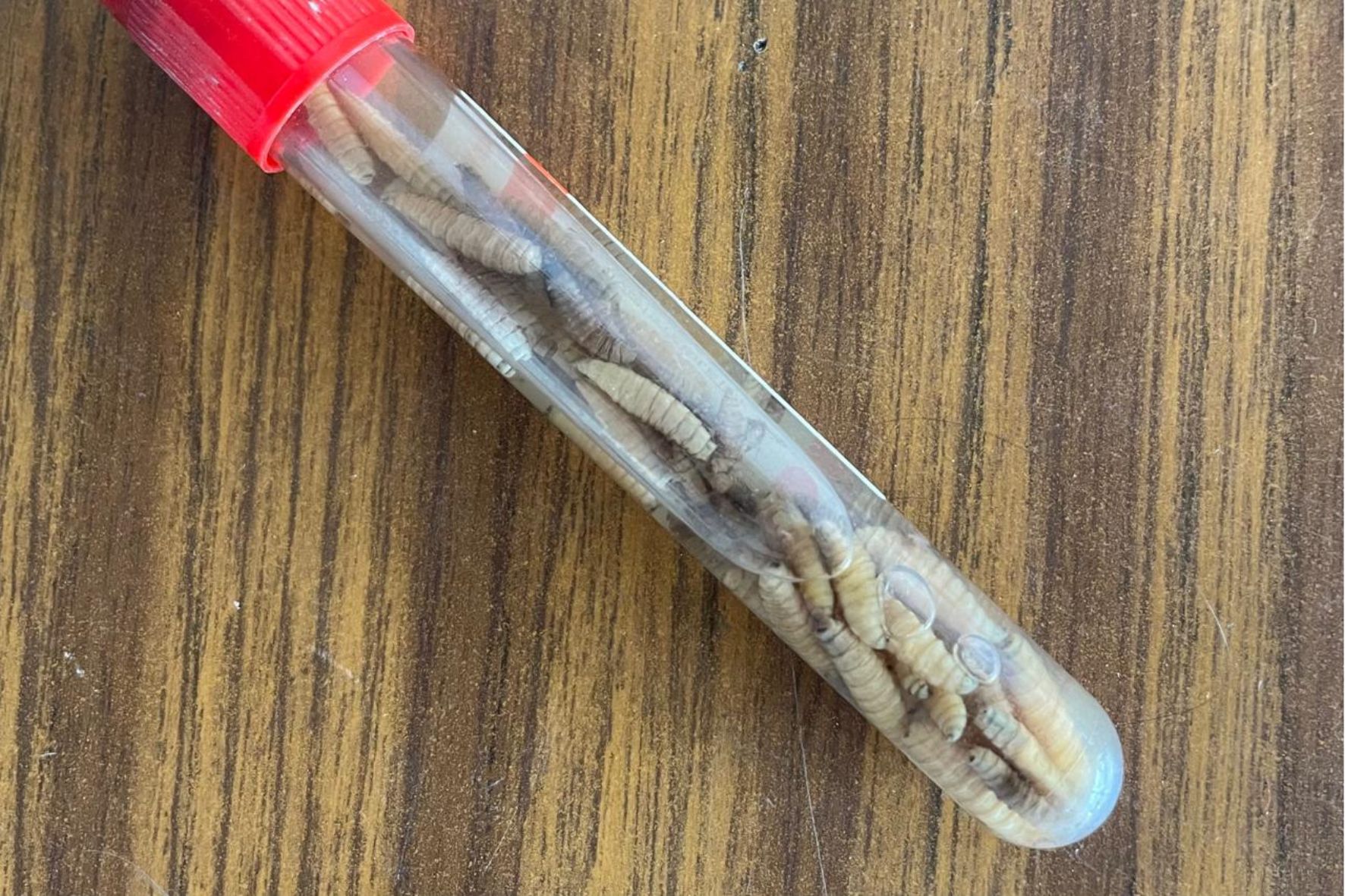 Esta enfermedad parasitaria, provocada por la larva Cochliomyia hominivorax, puede destruir tejido vivo en pocos días. (Foto: MAGA / AUN)