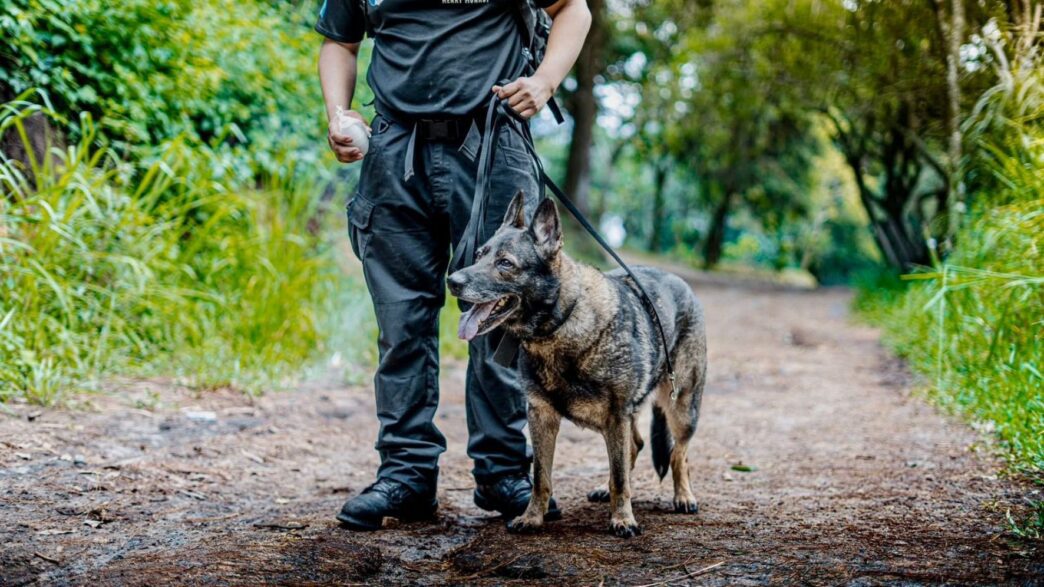 Los perros de rescate y las unidades K9 SAR en Guatemala son vitales para la búsqueda y salvamento en emergencias. (Foto: Bomberos Municipales / AUN)