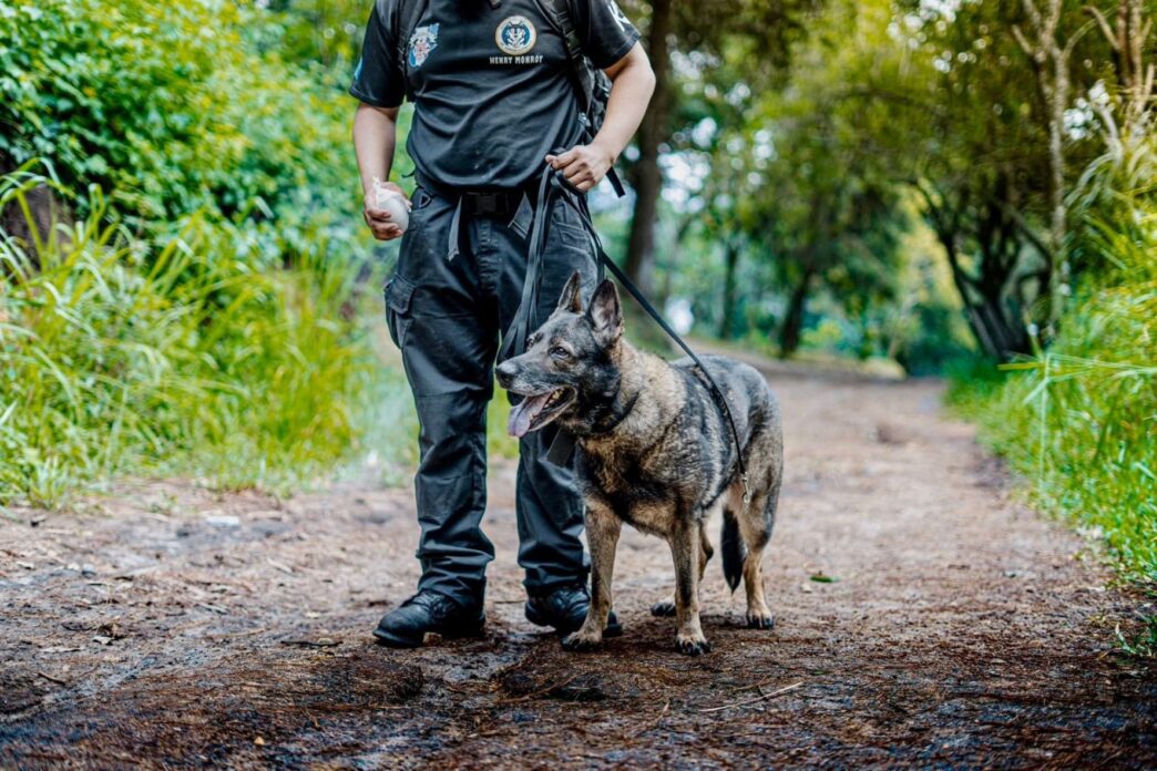 Los perros de rescate y las unidades K9 SAR en Guatemala son vitales para la búsqueda y salvamento en emergencias. (Foto: Bomberos Municipales / AUN)