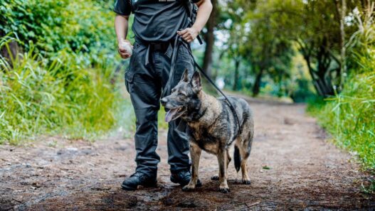 Los perros de rescate y las unidades K9 SAR en Guatemala son vitales para la búsqueda y salvamento en emergencias. (Foto: Bomberos Municipales / AUN)