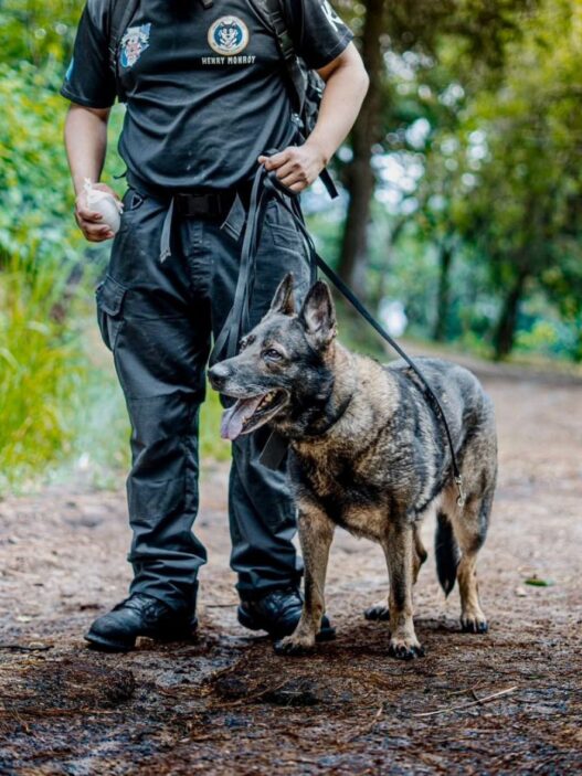 Los perros de rescate y las unidades K9 SAR en Guatemala son vitales para la búsqueda y salvamento en emergencias. (Foto: Bomberos Municipales / AUN)