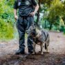 Los perros de rescate y las unidades K9 SAR en Guatemala son vitales para la búsqueda y salvamento en emergencias. (Foto: Bomberos Municipales / AUN)