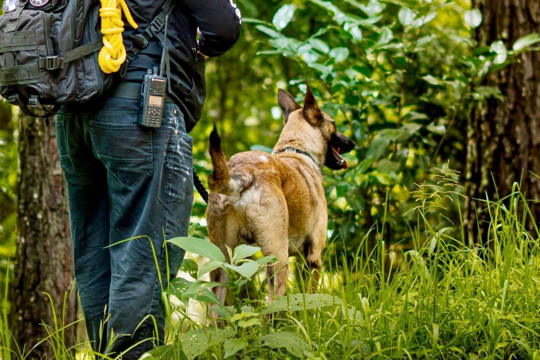 Instituciones como los Bomberos Voluntarios y K9 SAR Guatemala certifican binomios capaces de operar en terrenos difíciles y climas extremos, ahorrando tiempo crítico para salvar vidas humanas con precisión. (Foto: Bomberos Municipales / AUN)