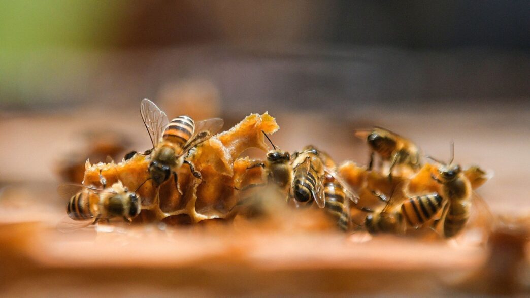 Las abejas son insectos polinizadores clave para la seguridad alimentaria de las personas. (Foto: DCA / AUN)