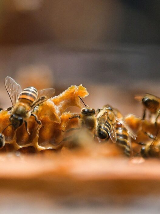 Las abejas son insectos polinizadores clave para la seguridad alimentaria de las personas. (Foto: DCA / AUN)