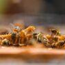 Las abejas son insectos polinizadores clave para la seguridad alimentaria de las personas. (Foto: DCA / AUN)