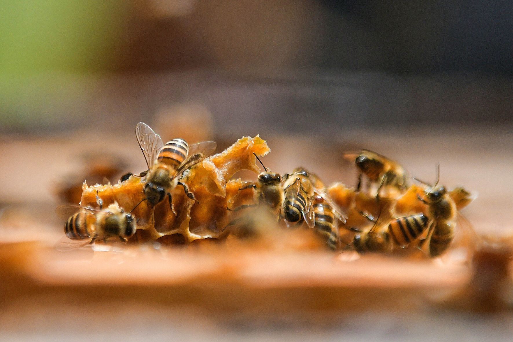 Las abejas son insectos polinizadores clave para la seguridad alimentaria de las personas. (Foto: DCA / AUN)