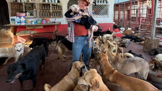 En Guatemala, el abandono de perros y el maltrato animal han puesto a los refugios en una crisis operativa sin precedentes. (Foto: Refugio Corazones Jutiapanecos / AUN)