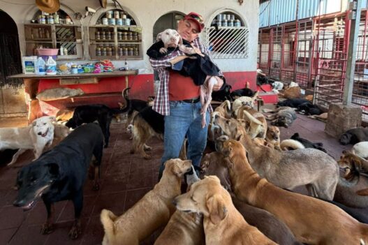 En Guatemala, el abandono de perros y el maltrato animal han puesto a los refugios en una crisis operativa sin precedentes. (Foto: Refugio Corazones Jutiapanecos / AUN)