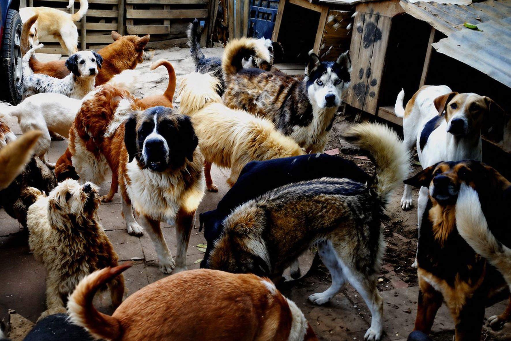 Organizaciones como Corazones Jutiapanecos, Peluditos Alotenango y Vida Animal Guatemala luchan por rescatar a cientos de mascotas. (Foto: Refugio Vida Animal / AUN)