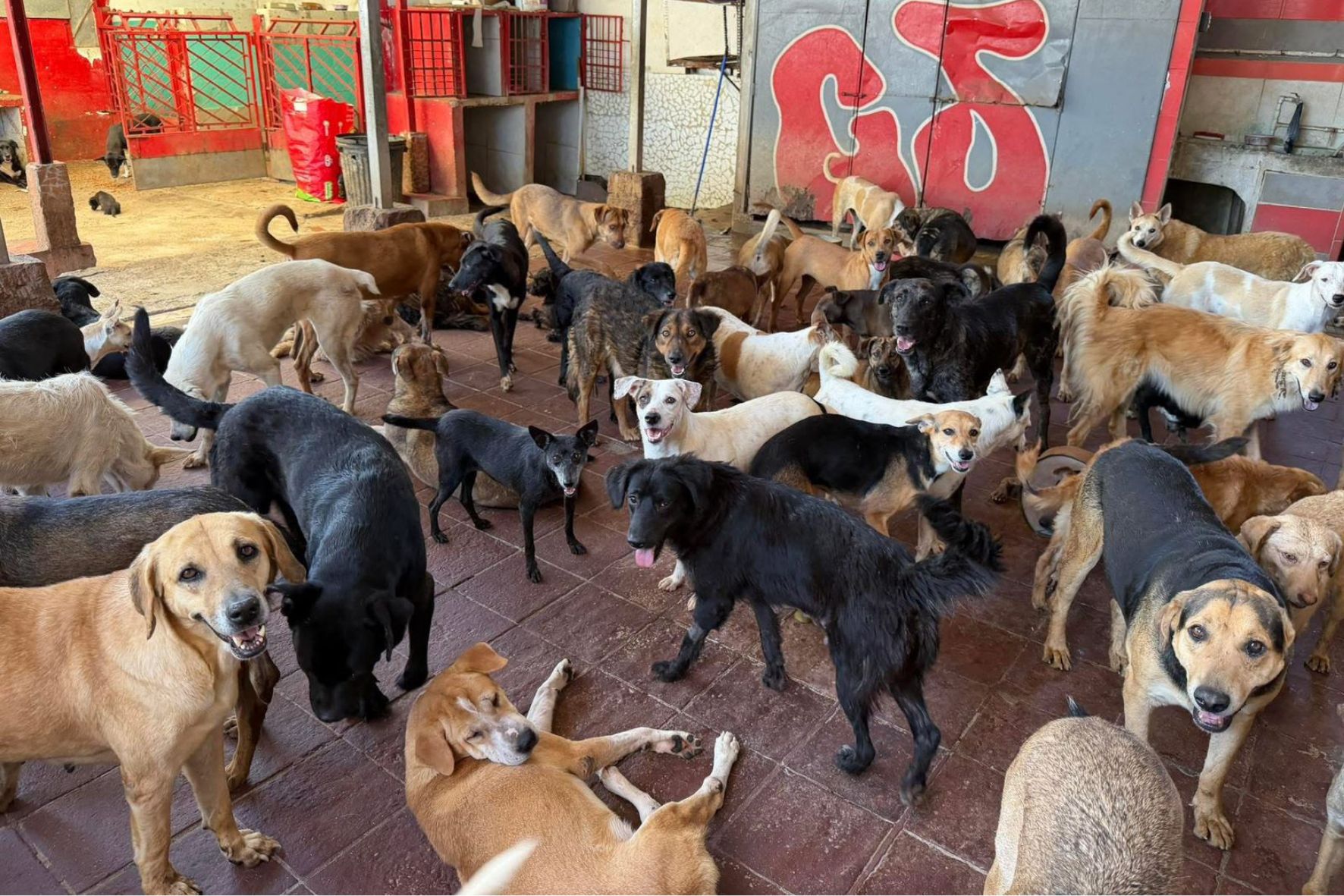 Los refugios dependen de la donación ciudadana para garantizar el bienestar animal y cumplir con la ley vigente en el país. (Foto: Refugio Corazones Jutiapanecos / AUN)