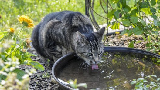 Ante el incremento de las altas temperaturas en Guatemala, el MAGA y especialistas advierten sobre el peligro del golpe de calor en mascotas. (Foto: MAGA / AUN)