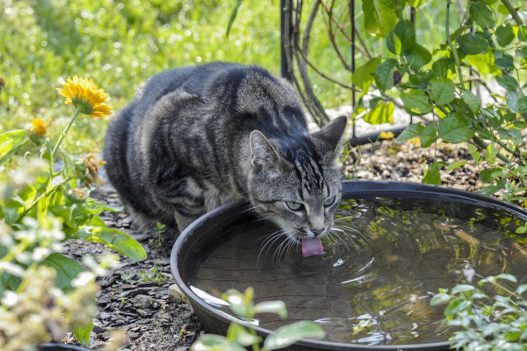Ante el incremento de las altas temperaturas en Guatemala, el MAGA y especialistas advierten sobre el peligro del golpe de calor en mascotas. (Foto: MAGA / AUN)
