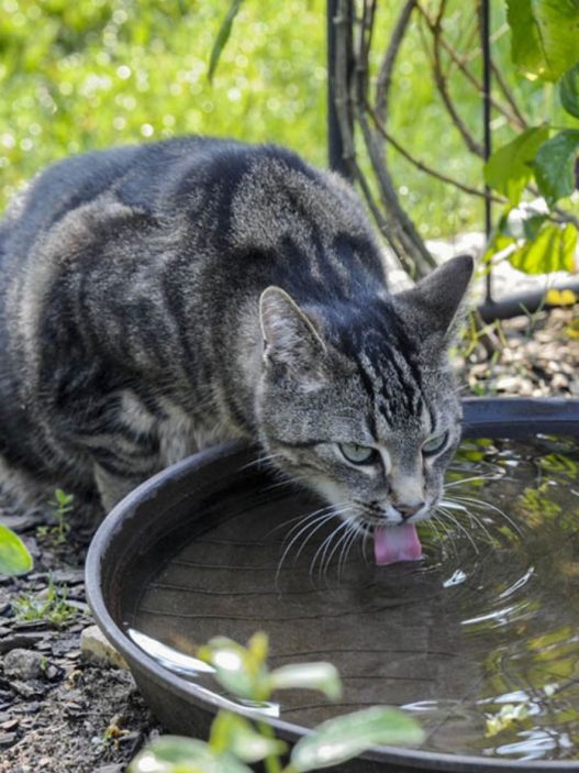 Ante el incremento de las altas temperaturas en Guatemala, el MAGA y especialistas advierten sobre el peligro del golpe de calor en mascotas. (Foto: MAGA / AUN)