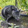 Ante el incremento de las altas temperaturas en Guatemala, el MAGA y especialistas advierten sobre el peligro del golpe de calor en mascotas. (Foto: MAGA / AUN)