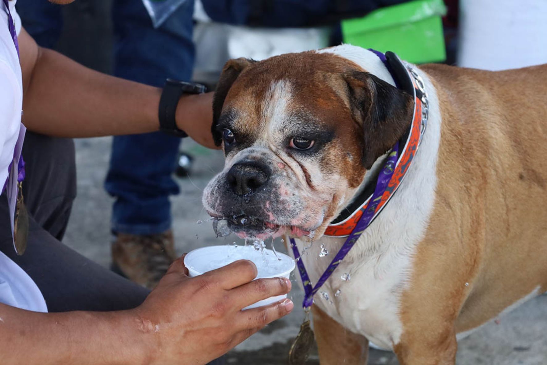 Es vital identificar síntomas como la deshidratación y el estrés térmico en perros y gatos. (Foto: MAGA / AUN) 