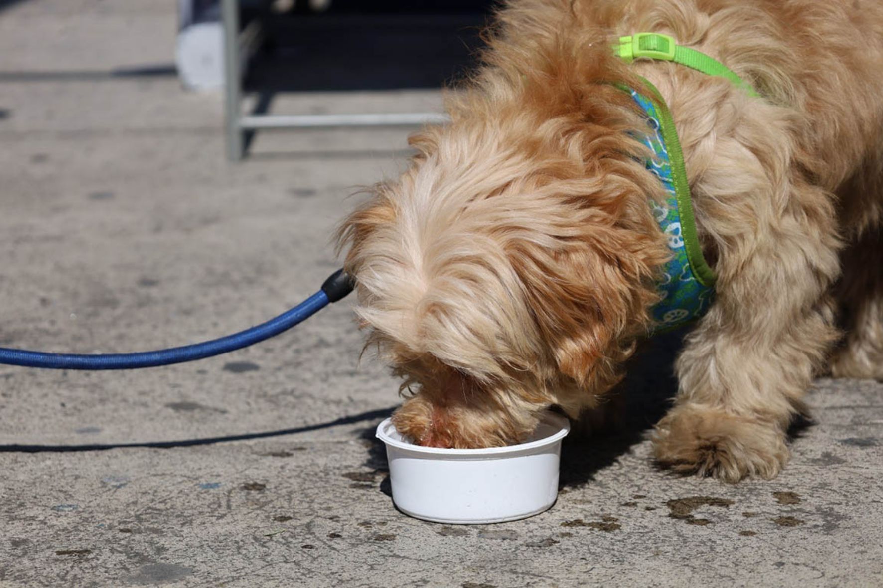 Entre las medidas de prevención para asegurar el bienestar animal están evitar el asfalto caliente y garantizar agua fresca ante el calor extremo. (Foto: MAGA / AUN)