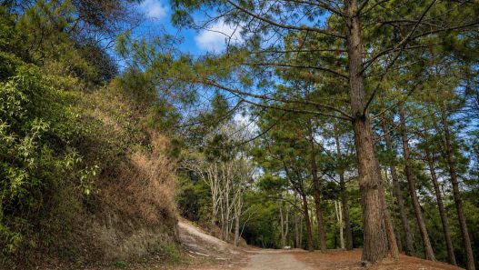 Los parques ecológicos en la Ciudad de Guatemala, incluyendo áreas en zona 16 y zona 18, son espacios clave para reducir el estrés y mejorar la salud de los vecinos. (Foto: Allison Bonilla / AUN)