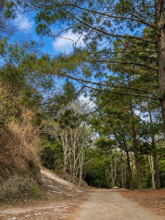 Los parques ecológicos en la Ciudad de Guatemala, incluyendo áreas en zona 16 y zona 18, son espacios clave para reducir el estrés y mejorar la salud de los vecinos. (Foto: Allison Bonilla / AUN)
