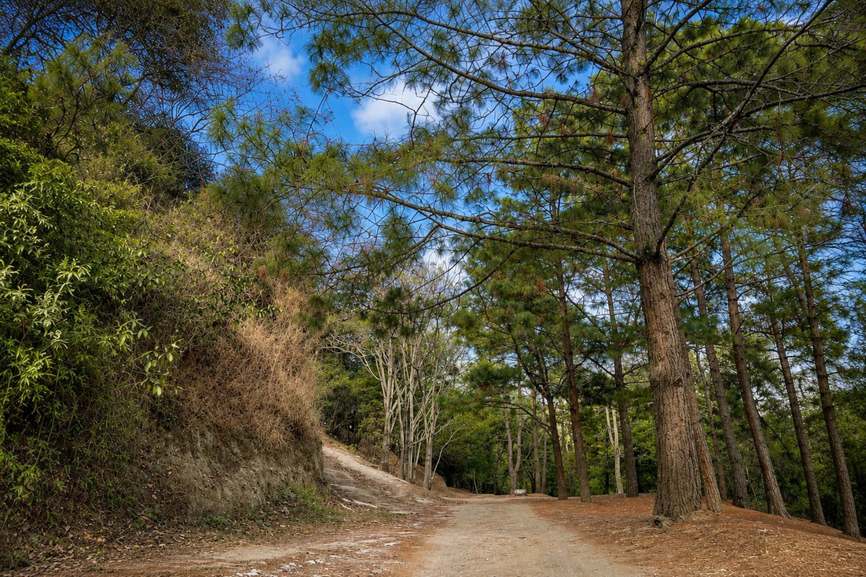 Los parques ecológicos en la Ciudad de Guatemala, incluyendo áreas en zona 16 y zona 18, son espacios clave para reducir el estrés y mejorar la salud de los vecinos. (Foto: Allison Bonilla / AUN)