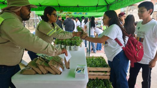 La Mega Reforestación Municipal en Guatemala avanza con la meta de plantar 2,300 árboles para 2026. (Foto: Allison Bonilla / AUN)