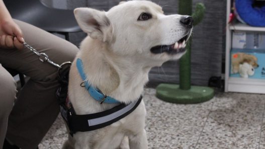 La vacunación es considerada la principal medida de prevención contra el parvovirus y aumenta las probabilidades de recuperación en caso de contagio. (Foto: Allison Bonilla / AUN)