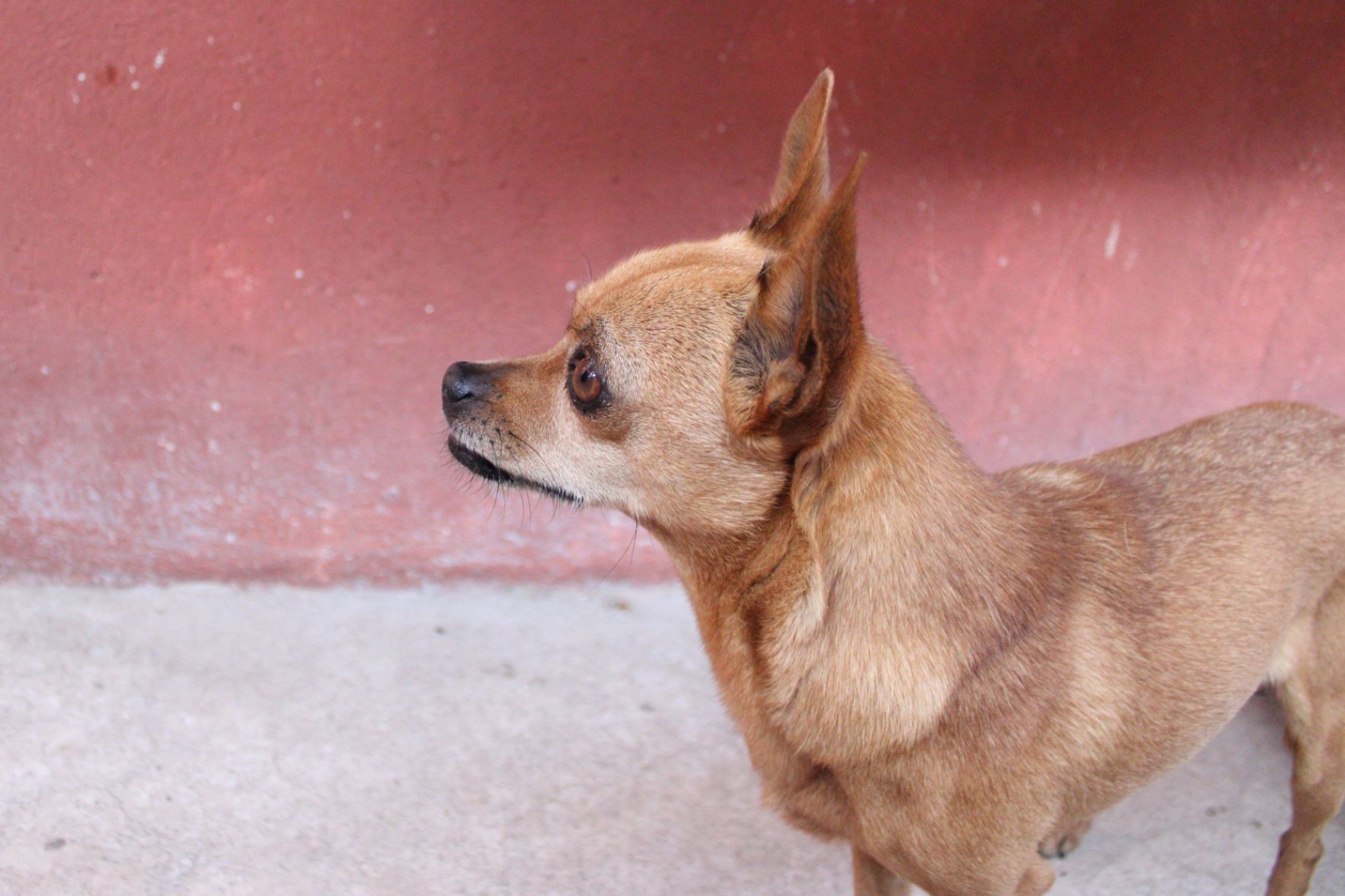 Los cachorros menores de seis meses se encuentran entre los más vulnerables al parvovirus canino, especialmente cuando no han completado su esquema de vacunación. (Foto: Allison Bonilla / AUN)