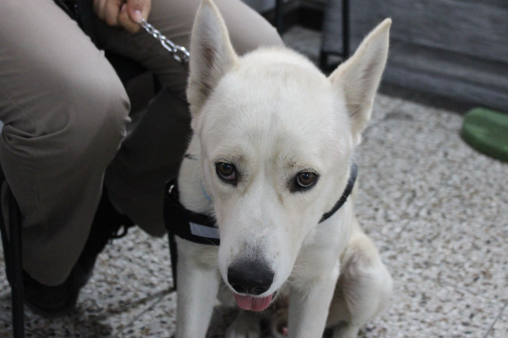 Fiebre, vómitos, pérdida de apetito, decaimiento y diarrea con sangre figuran entre los principales síntomas asociados al parvovirus canino. (Foto: Allison Bonilla / AUN)