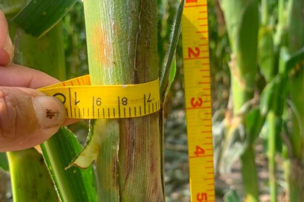 Los plaguicidas son utilizados para controlar plagas y proteger los cultivos, pero su manejo inadecuado puede provocar intoxicaciones y otros efectos adversos en la salud. (Foto: MAGA / AUN)