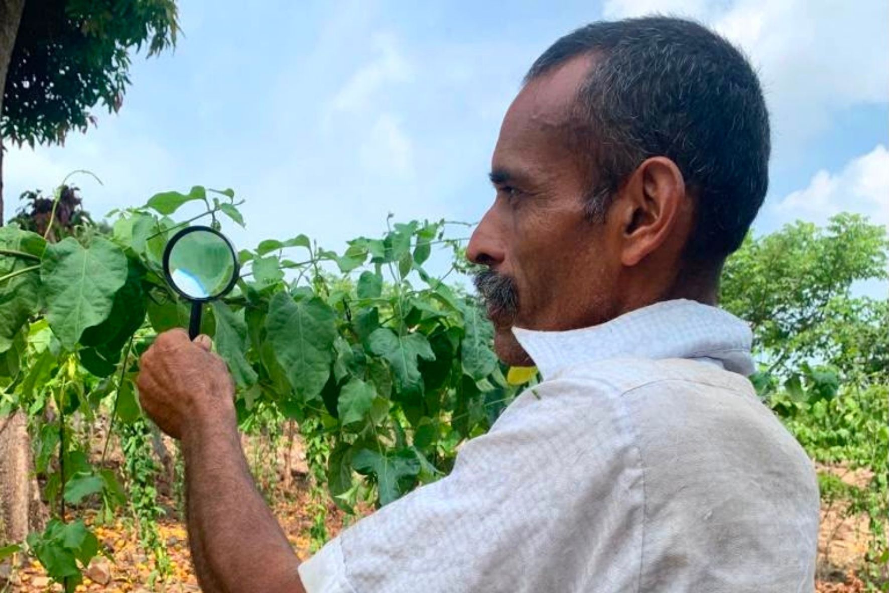 El uso prolongado de plaguicidas también puede contaminar fuentes de agua y afectar especies beneficiosas, entre ellas abejas y mariposas indispensables para la polinización. (Foto: MAGA / AUN)